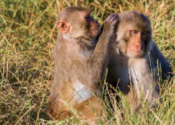 Saying human trials aren’t enough, researchers call for comparison of COVID-19 vaccines in monkeys | Science