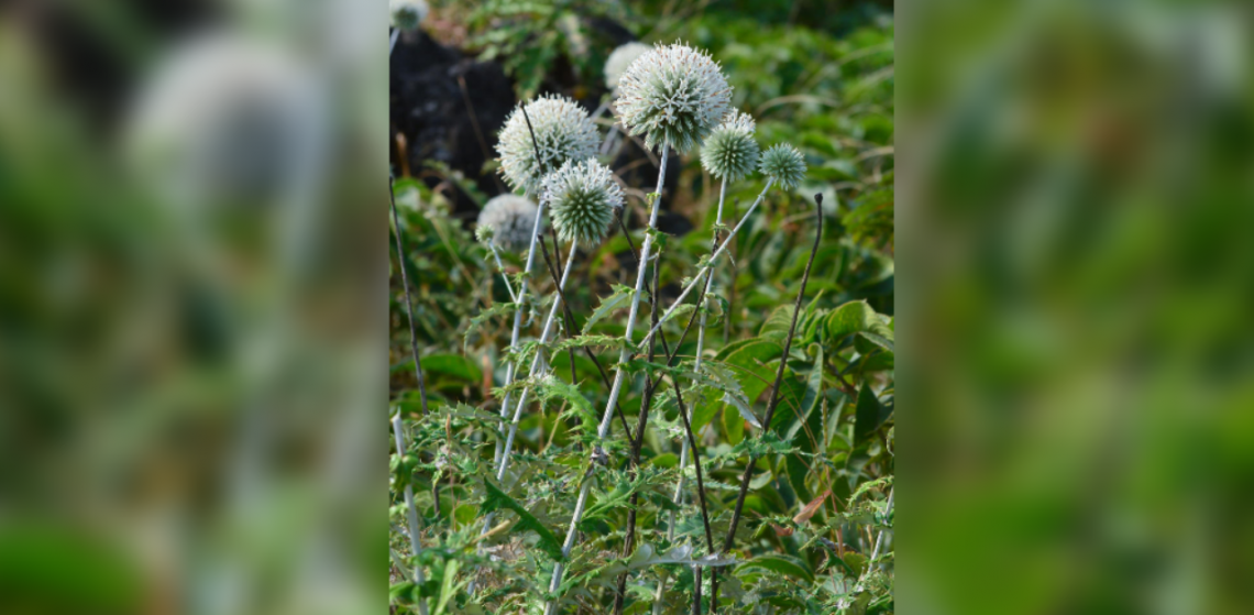 New plant species found in Western Ghats in Maharashtra