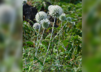 New plant species found in Western Ghats in Maharashtra