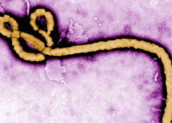 Rapid research in a deadly epidemic pays off