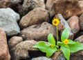 Resilience > Accuracy: Why āmodel resilienceā should be the true metric for operationalizing models