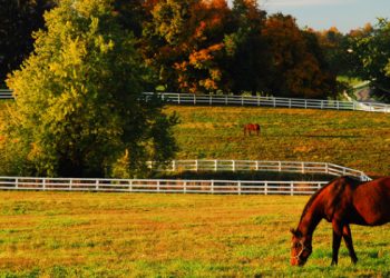 Vanderbilt researchers develop publicly available COVID-19 animal susceptibility prediction tool; suggests increased risk to horses | Vanderbilt News