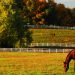 Vanderbilt researchers develop publicly available COVID-19 animal susceptibility prediction tool; suggests increased risk to horses | Vanderbilt News