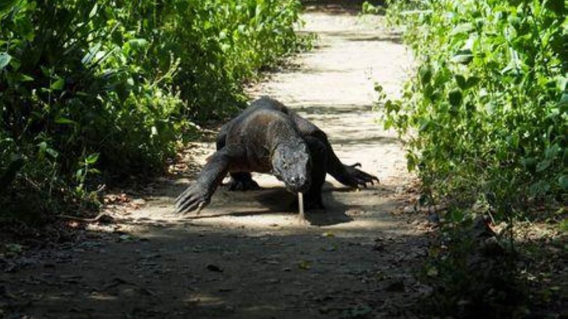 Indonesia says ‘Jurassic Park’ project no threat to Komodo dragon