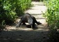 Indonesia says ‘Jurassic Park’ project no threat to Komodo dragon