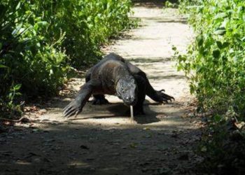 Indonesia says ‘Jurassic Park’ project no threat to Komodo dragon