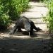 Indonesia says ‘Jurassic Park’ project no threat to Komodo dragon
