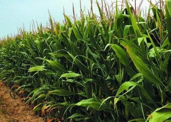 Illinois research links soil nitrogen levels to corn yield and nitrogen loss
