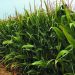 Illinois research links soil nitrogen levels to corn yield and nitrogen loss