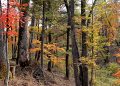 Big data, machine learning shed light on Asian reforestation successes