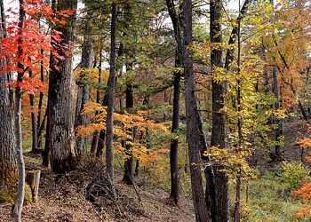 Big data, machine learning shed light on Asian reforestation successes