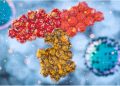 “Immunological imprinting” could influence the antibody response to COVID-19