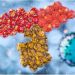 “Immunological imprinting” could influence the antibody response to COVID-19