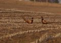 Pheasant Hunters Gearing Up For Highly Anticipated Season Opener – KIWARadio.com