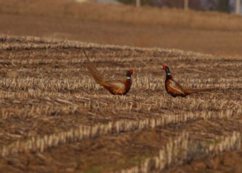 Pheasant Hunters Gearing Up For Highly Anticipated Season Opener – KIWARadio.com