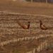 Pheasant Hunters Gearing Up For Highly Anticipated Season Opener – KIWARadio.com