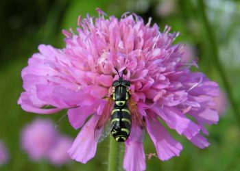 Pollinator monitoring more than pays for itself
