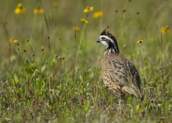 Texas’ bobwhite quail numbers dip; South Texas holds best potential
