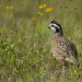 Texas’ bobwhite quail numbers dip; South Texas holds best potential