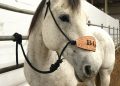 Researchers test CBD as a treatment for anxiety in horses