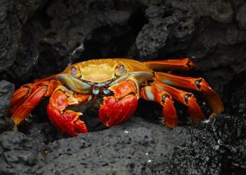 Bitcoin SV Price Analysis: 06 February